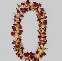 Single Bombay Orchid Lei Tinted Yellow