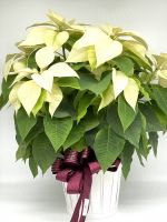 Large White Poinsettia