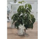 Umbrella Plant